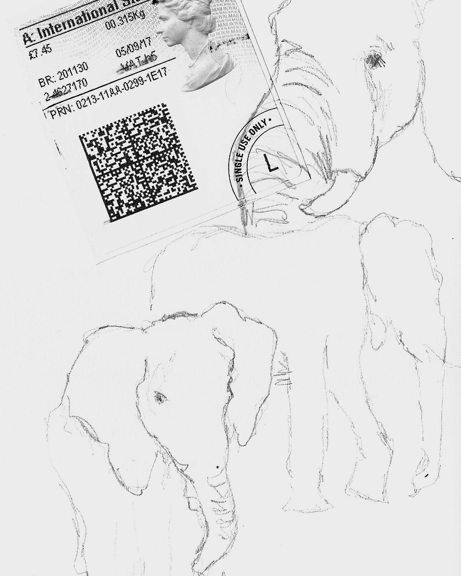 Elephant sketches