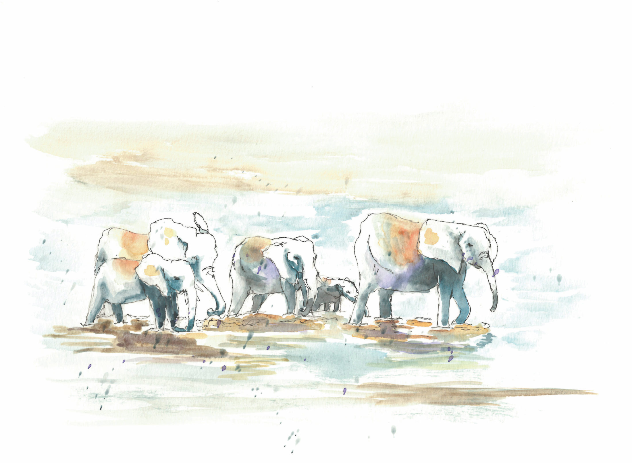 elephants - river crossing