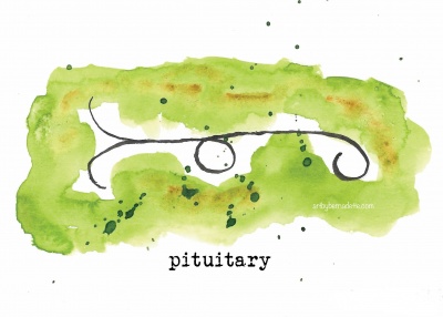 Biogeometry image pituitary green 01
