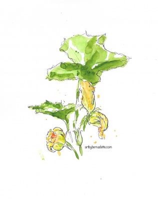 Zucchini watercolor