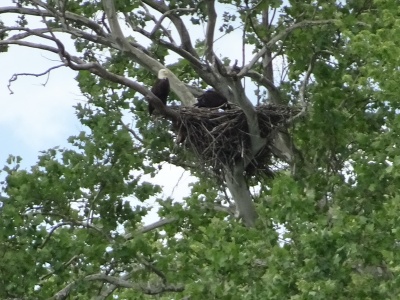 Bald eagle at nest