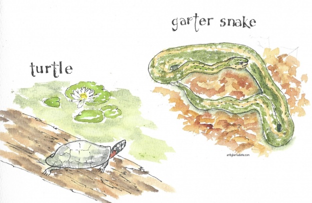 Turtle and garter snake
