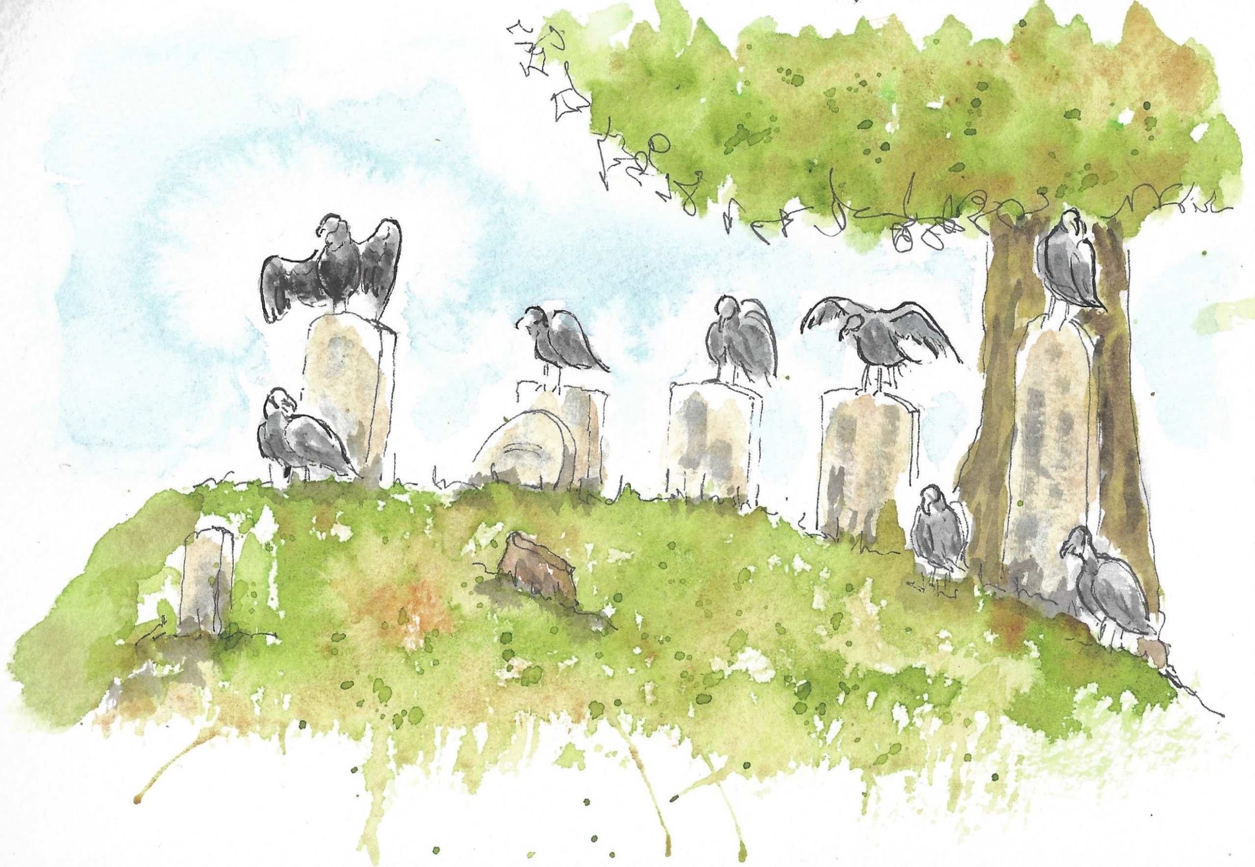 Turkey vultures in cemetery