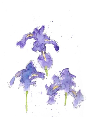 Blue irises 03