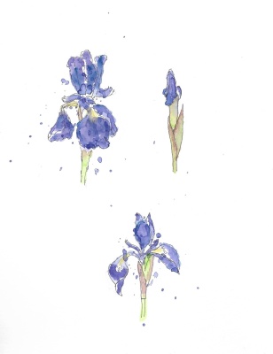 Blue irises 01
